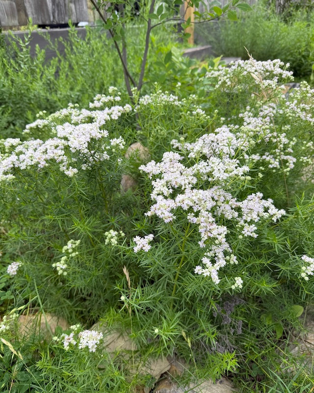 Narrow Leaf Mountain Mint (Pycnanthemum tenuifolium)
