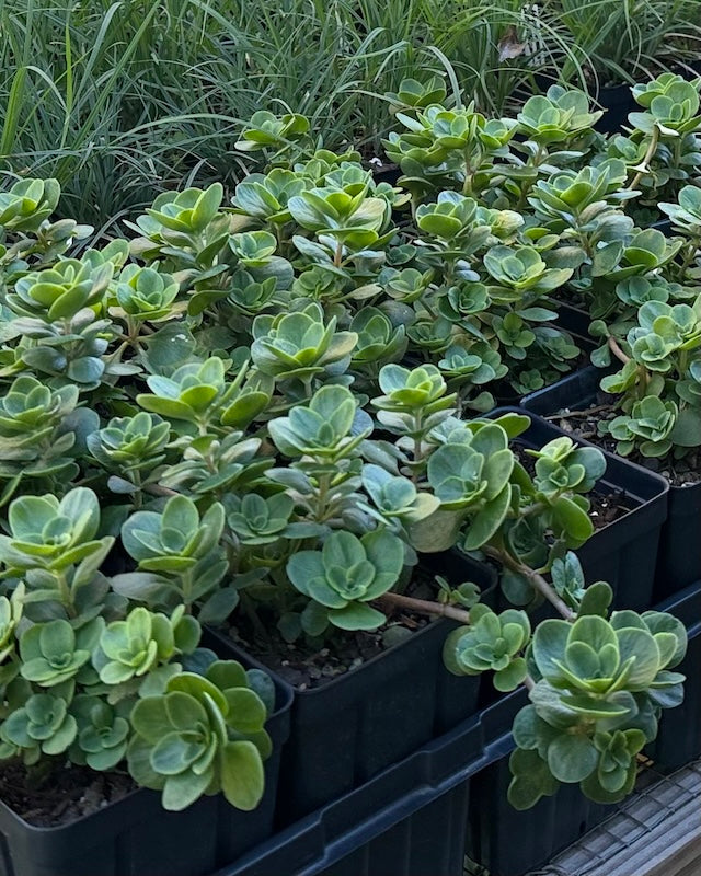Woodland Stonecrop (Sedum ternatum)