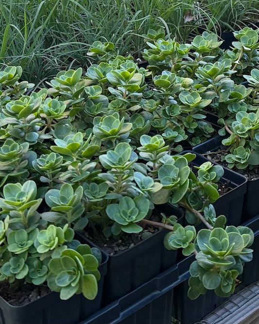Woodland Stonecrop (Sedum ternatum)